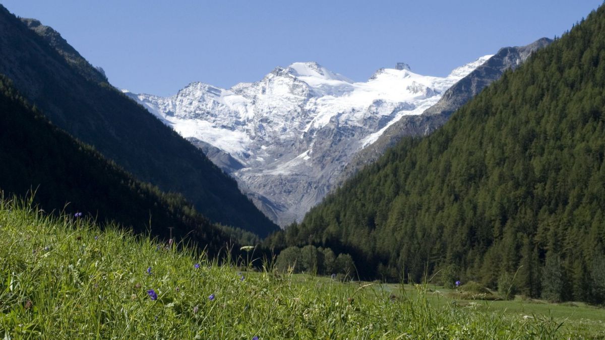 Wiese und weißer Berg im Hintergrund