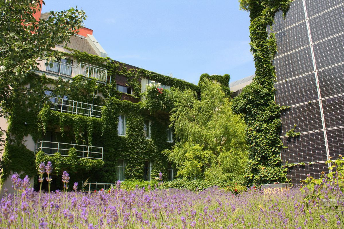 Innenhof mot blühendem Lavendel. An der Hausfassade eine PV-Anlage.