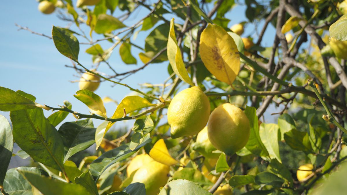 Leuchtend gelbe Zitronen hängen am Baum, durch die grün beblätterten Zweige schimmert der klare blaue Himmel.