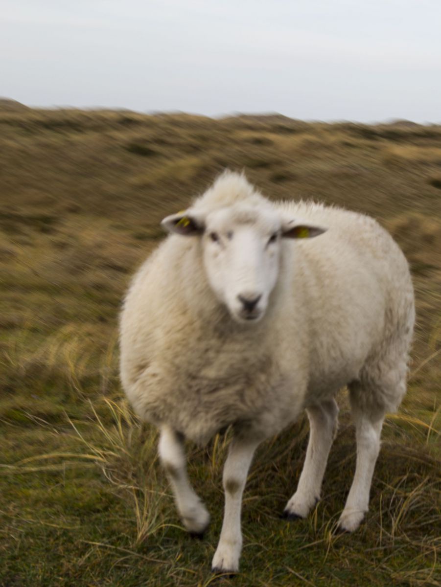 Ein weißes Schaf auf einer windigen Salzwiese.