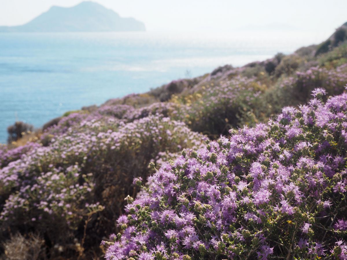 Wilder Thymian mit zarten lila Blüten gedeiht auf der Steilküste der Insel, im Hintergrund das dunstige Meer und eine weitere Insel am Horizont.