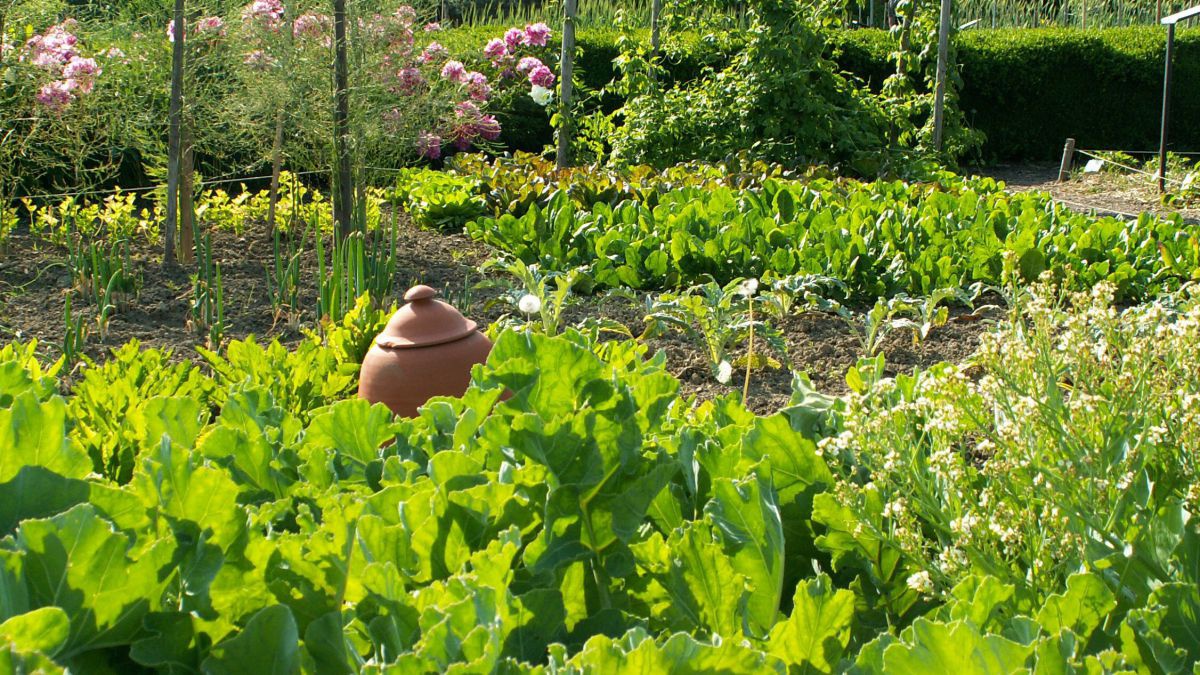 Gemüsegarten, in der Mitte des Bildes ein Tontopf.