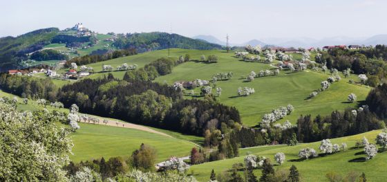 Blühende Birnbaumzeilen in der Mostviertler Hügellandschaft. Im Hintergrind der Sonntagberg mit der Basilika.