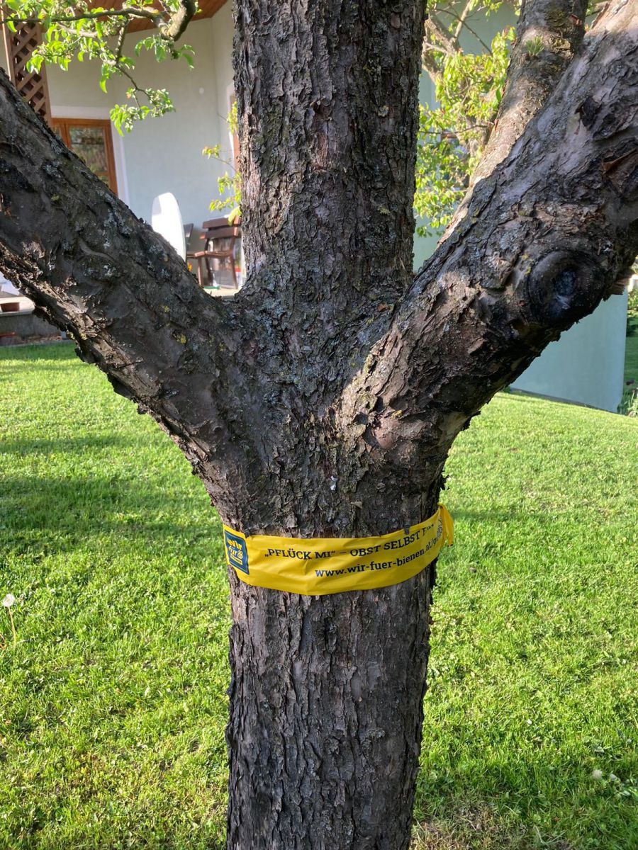 Baum mit gelben Band um den Stamm