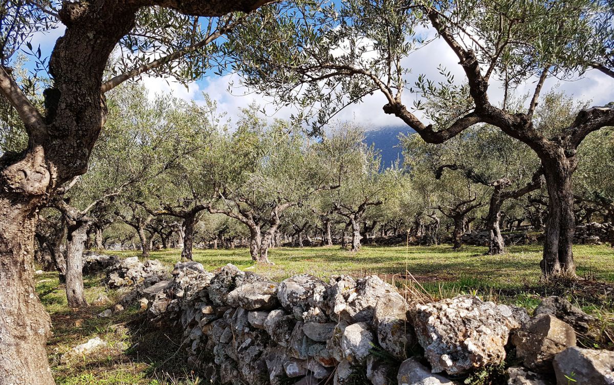 Garten mit Steinmauer und vielen Olivenbäumen.