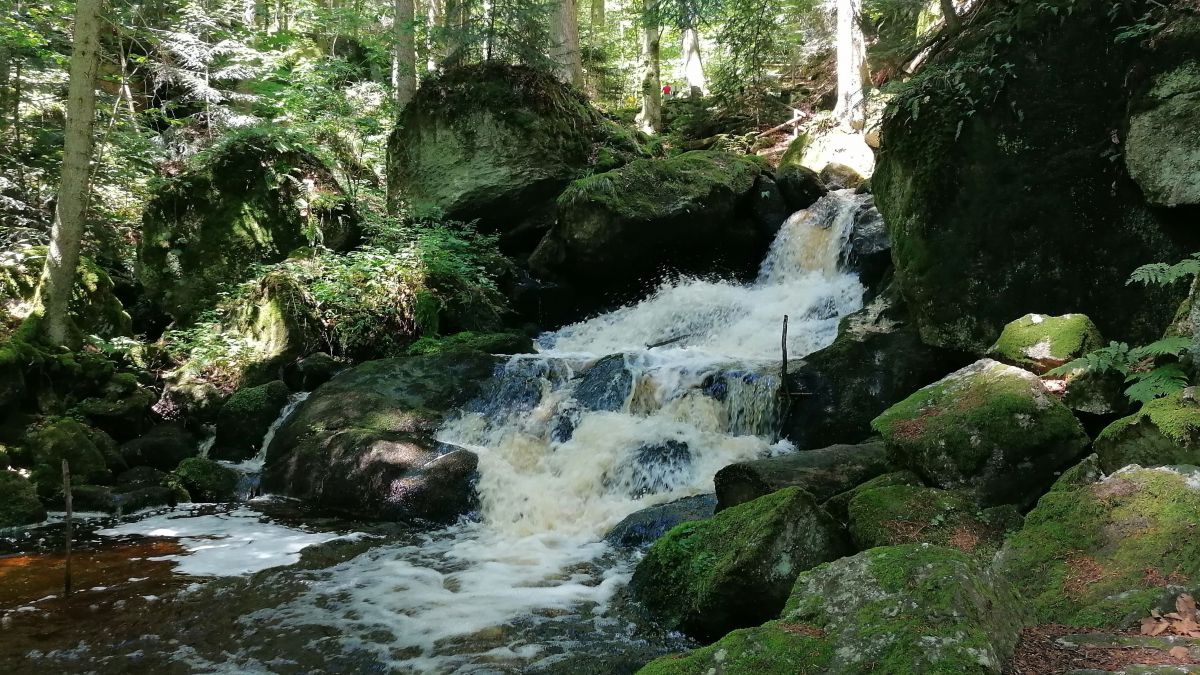 Wasser fließt über Steine durch den Wald.