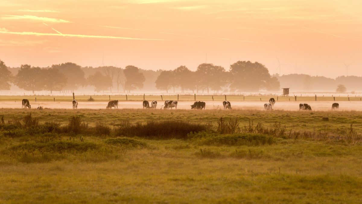 Sonnenaufgang, Nebel, Kühe auf der Weide,