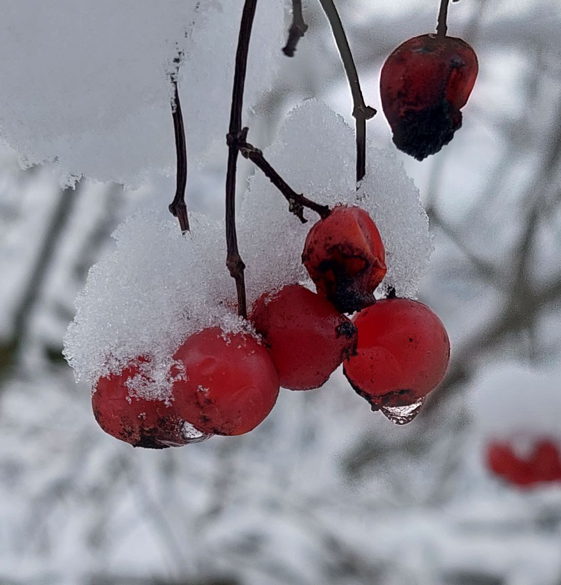 Hagebutten im Schnee