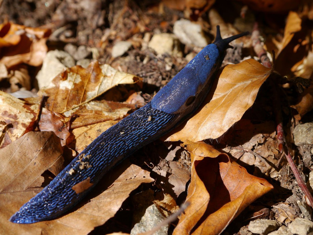 Blaue Nacktschnecke