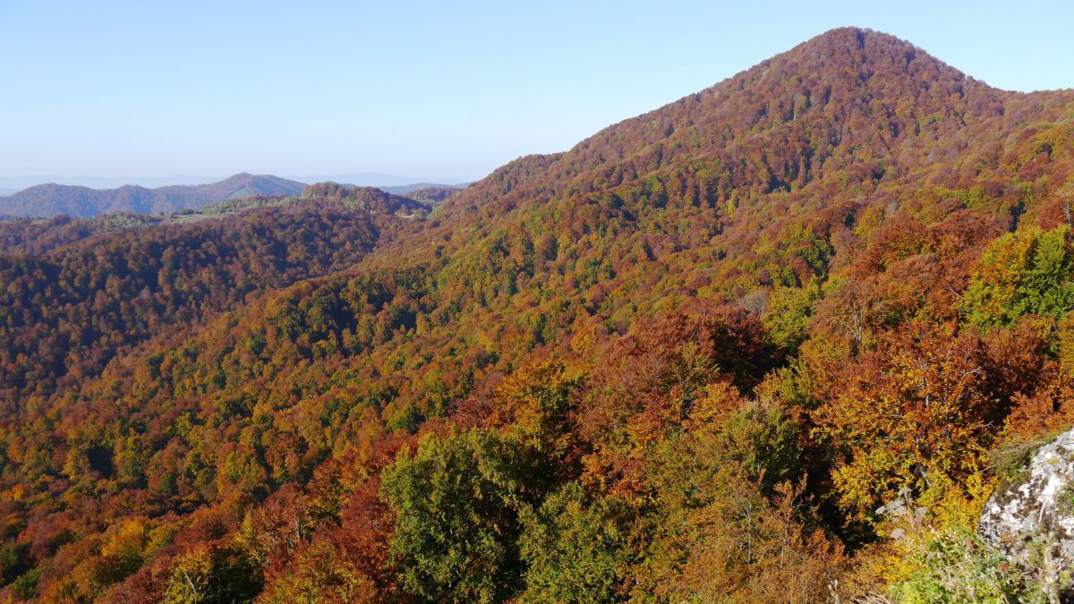 Hügeml mit Buchen bewaldet, die sich in herbstliches rot färben.