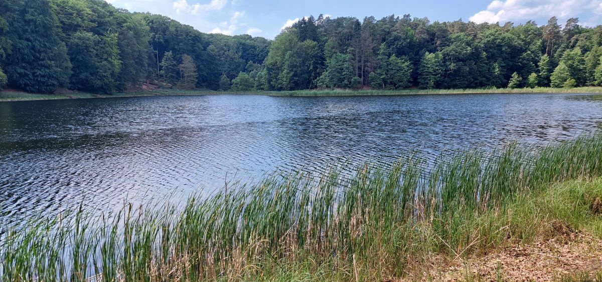 Blick über einen See zu den Buchenwäldern.