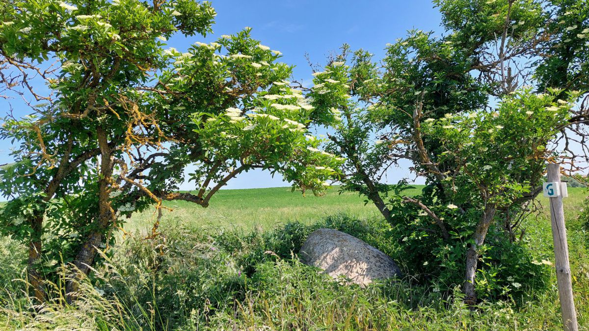 Alte knorrige Holundersträucher am Wegesrand.