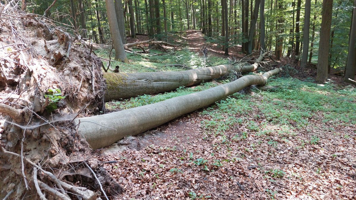 2 riesige Buchen liegen quer über den Wanderweg.