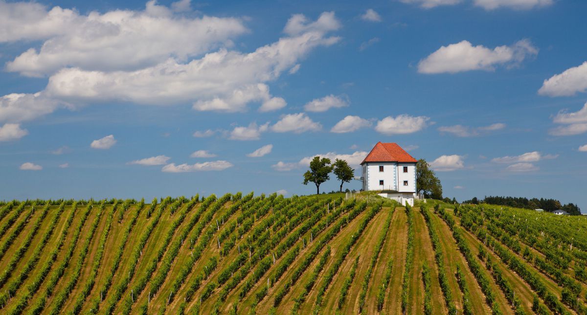 Weinzeilen auf einem Hang, oben ein weißes Gebäude.