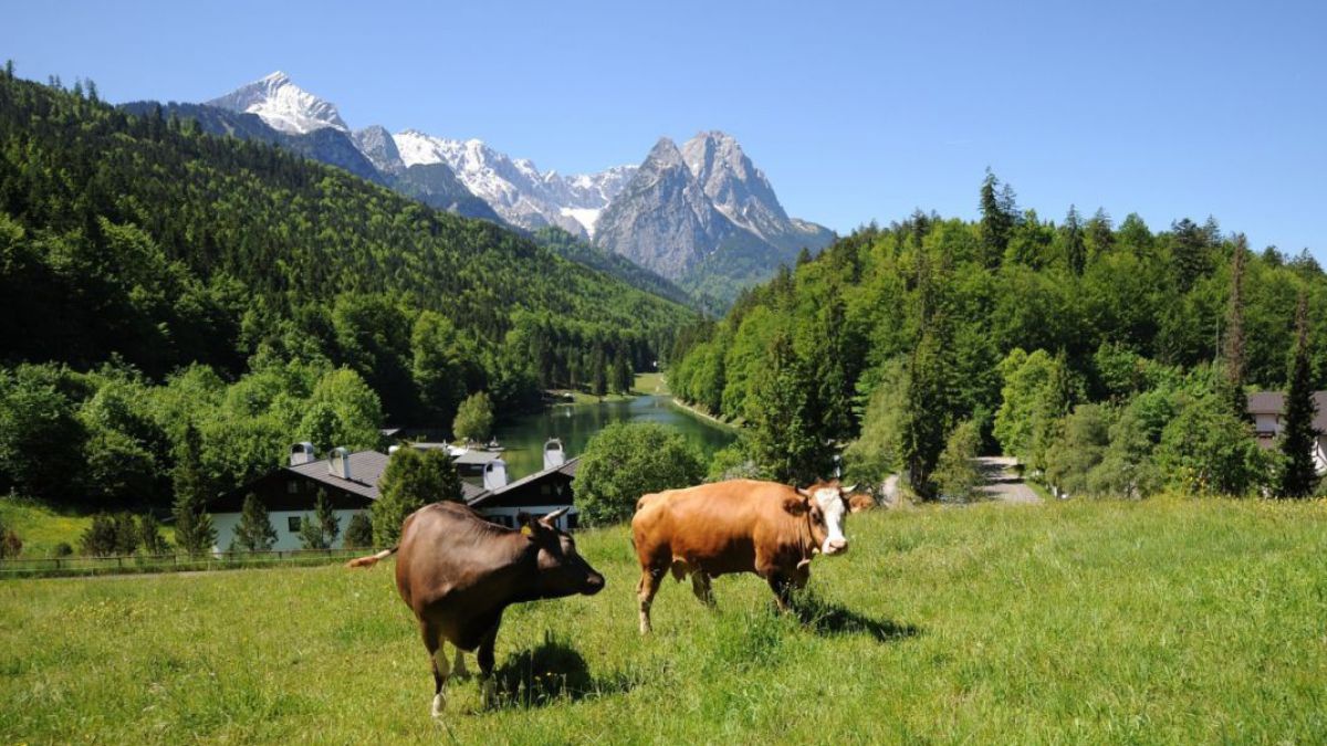 Zwei Kühe auf der Alm, im Hintergrund ein See und eine Kulisse mit zum Teil noch verschneiten Bergen.