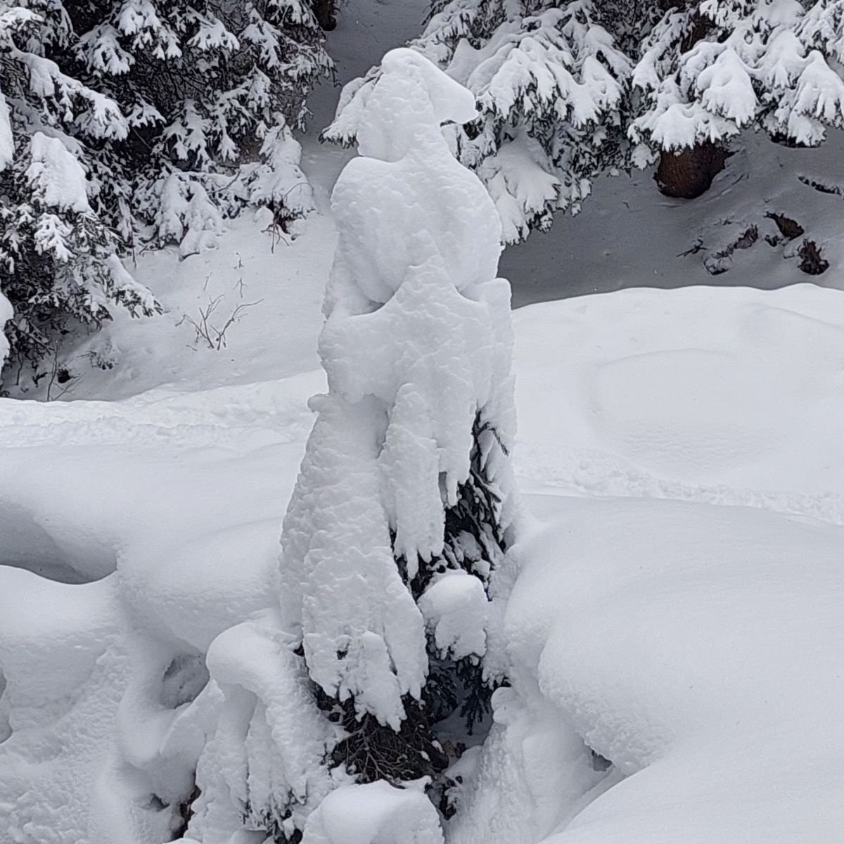 Schneebedeckter kleiner Baum.