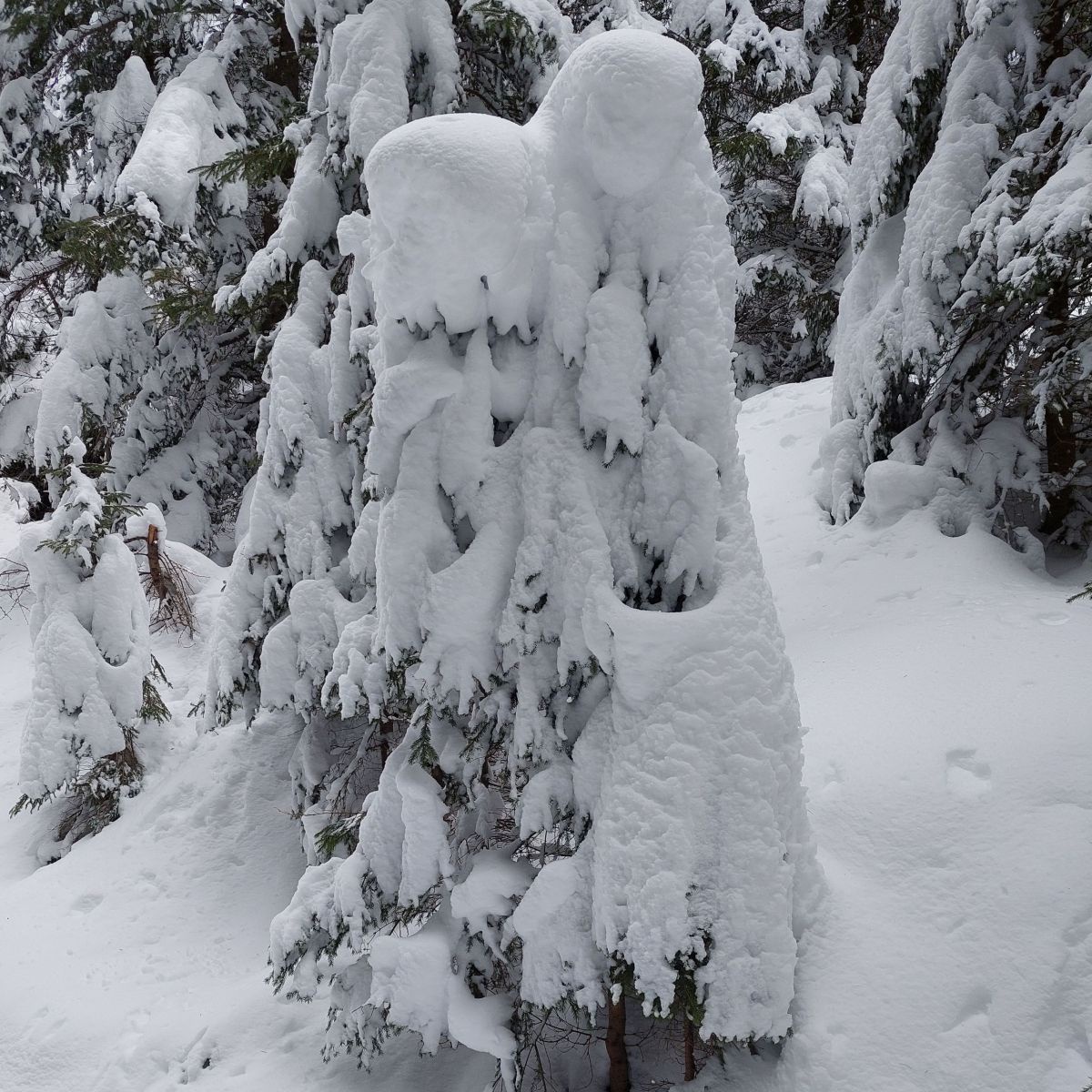 Schneebedeckter kleiner Baum