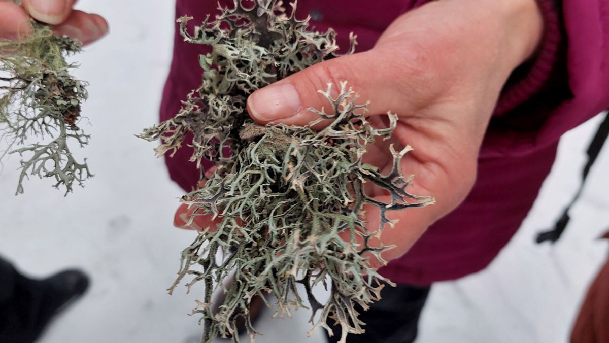 Kircher hält ein Büschel Flechten in der Hand.