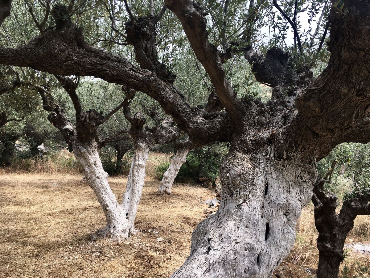 Alte, knorrige Olivenbäume in einem Olivenhain auf Mani.