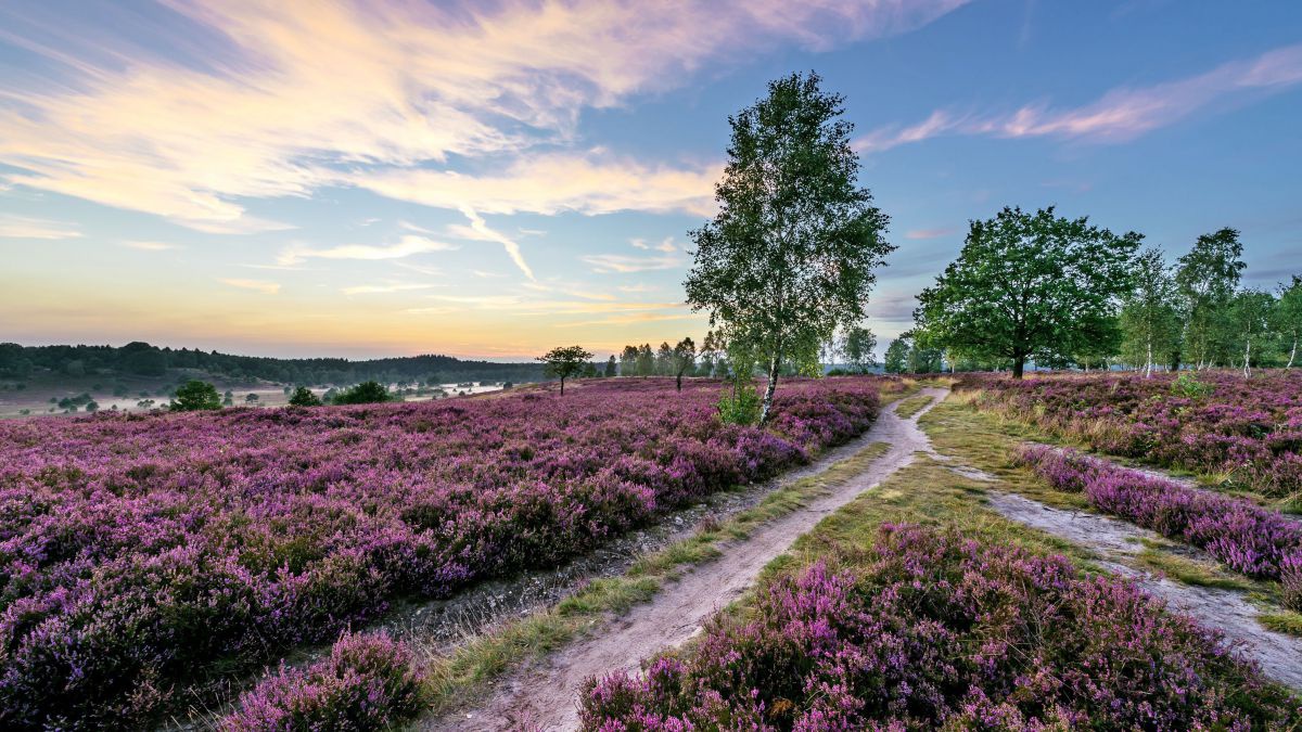 Bäume säumen den Feldweg durch die lila blühende grüne Heidelandschaft, der Himmel spielt Farbtöne von Blau über Rosa bis Gold.