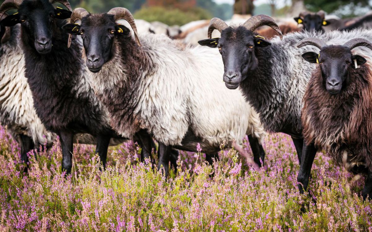 Lüneburger Heidschnucken: Eine Herde gehörnter Schafe mit schwarzen Köpfen blickt in die Kamera, im Hintergrund steht der Schäfer.
