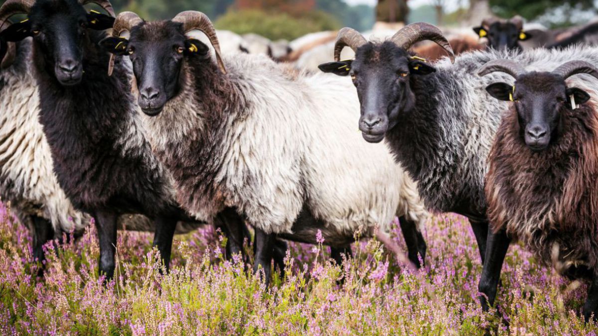 Lüneburger Heidschnucken: Eine Herde gehörnter Schafe mit schwarzen Köpfen blickt in die Kamera, im Hintergrund steht der Schäfer.