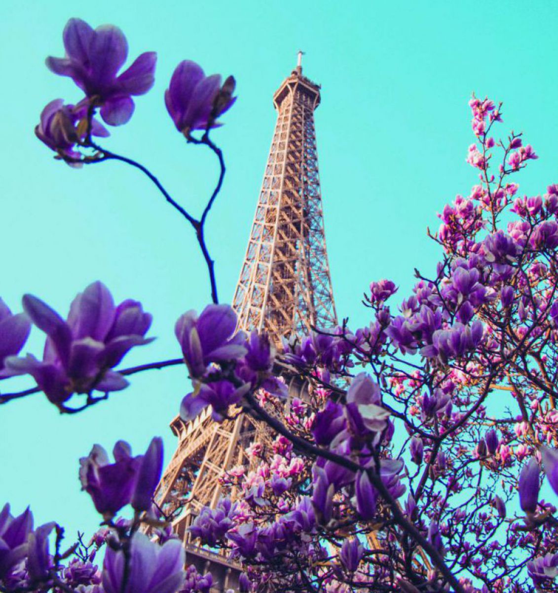 Hoch ragt der hell gestrichene Eiffelturm in den blauen Himmel, im Vordergrund die Blüten eines Magnolienbaums.