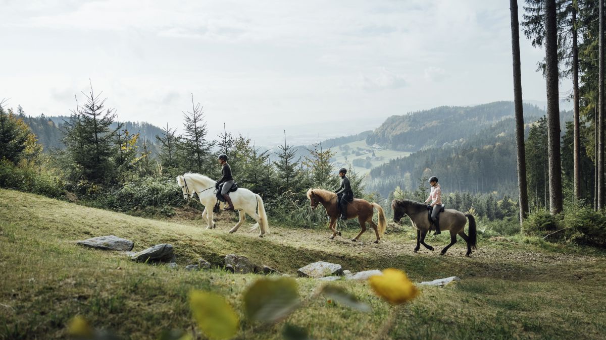 Drei Pferde mit Reitern schreiten leicht bergauf über eine Wiese am Waldrand.