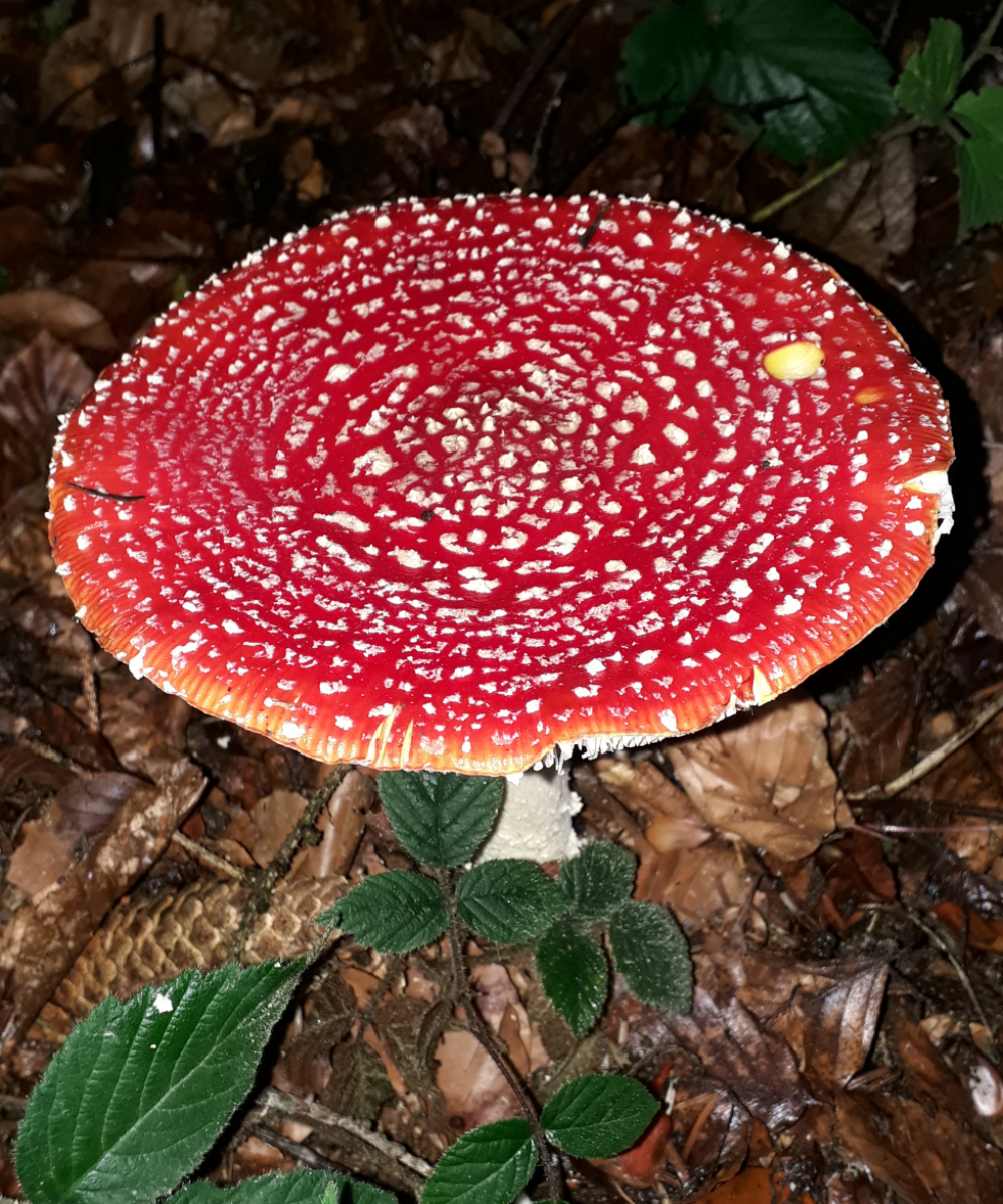 Ein Fliegenpilz mit typisch weiß getupftem, tiefroten Schirm wächst aus dem mit braunem Laub bedeckten Waldboden. Auch die grünen Blätter eines Brommbeerstrauches ragen ins Bild.