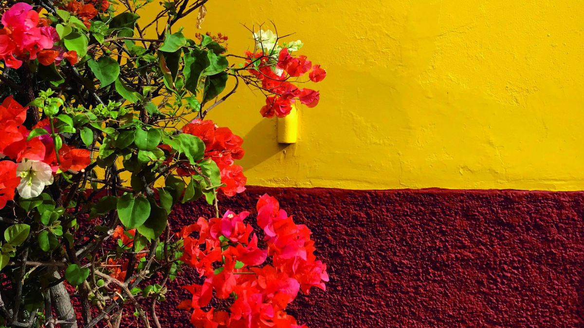 Ein Busch mit roten und weißen Blüten vor der knallgelben Fassade eines Hauses.