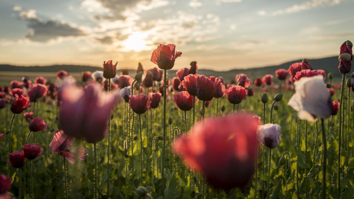 Blühendes Mohnfeld, die durchscheinenden Blüten von der untergehenden Sonne beleuchtet.