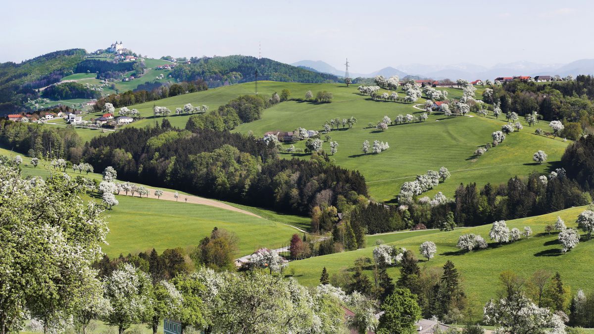 Die grüne hügelige Landschaft des Mostviertels ist übersät von weiß blühenden Birnbäumen.