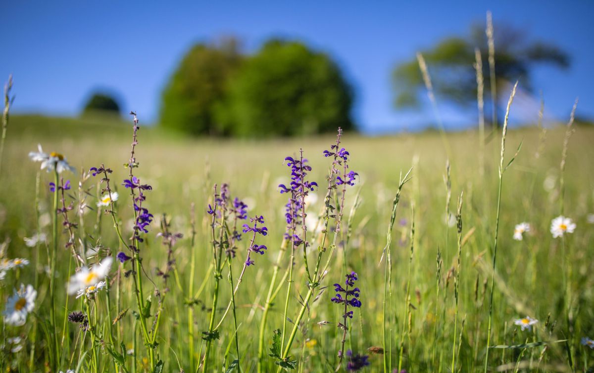 Wiese mit Wiesenblumen im Vordergrund