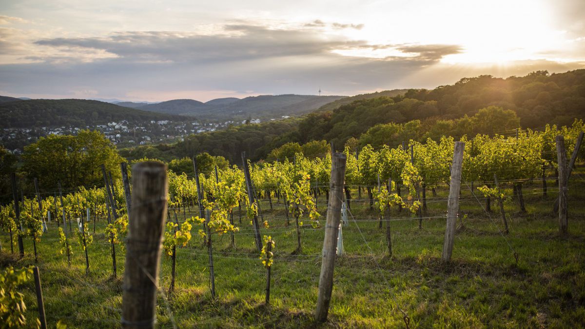 Hügelige Landschaft, Weinreben, im Tal eine Siedlung, Sonnenuntergang.