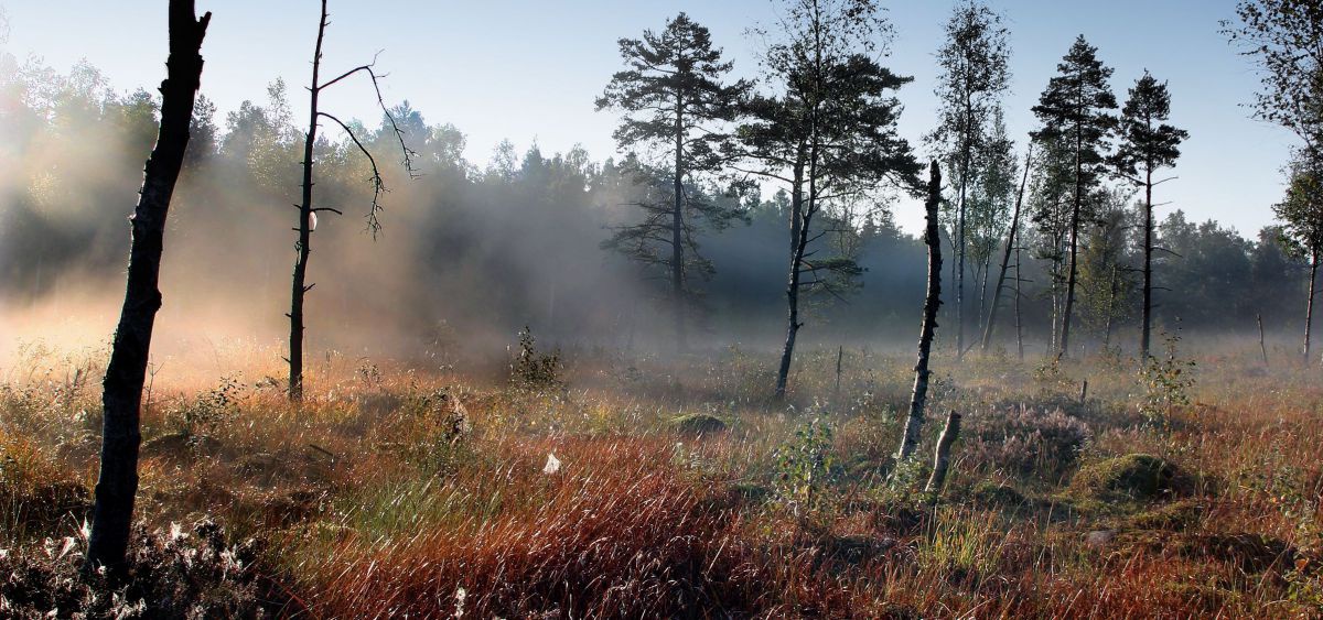 Freie Grasfläche, ein paar Bäume, Nebel steigt auf.
