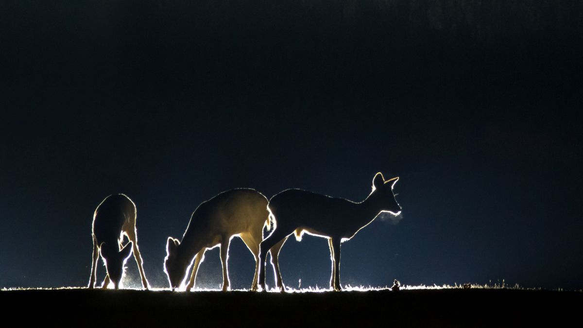 3 Rehe in der Dunkelheit, die Umrisse sind beleuchtet.