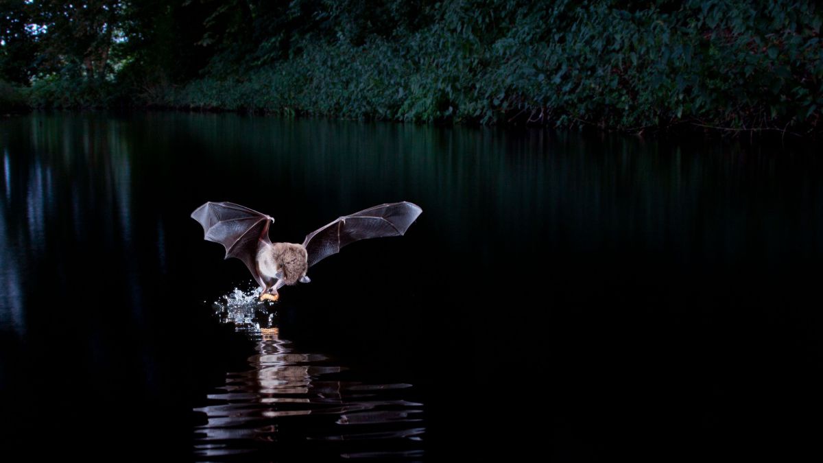 Fledermaus fliegr über Wasser und krallt sich einen Fisch.