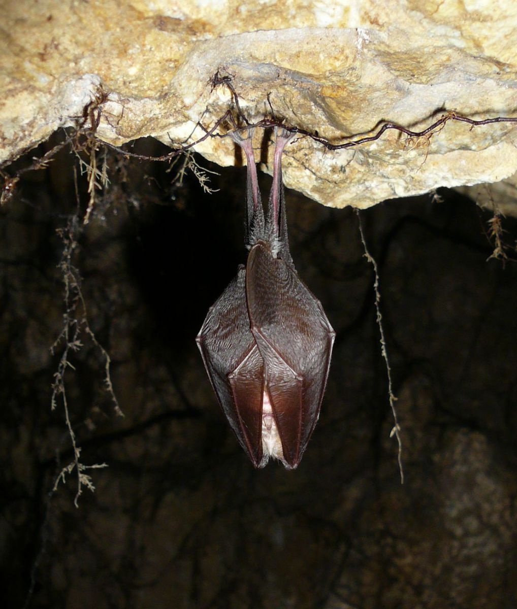 Fledermaus hängt von der Decke herab.