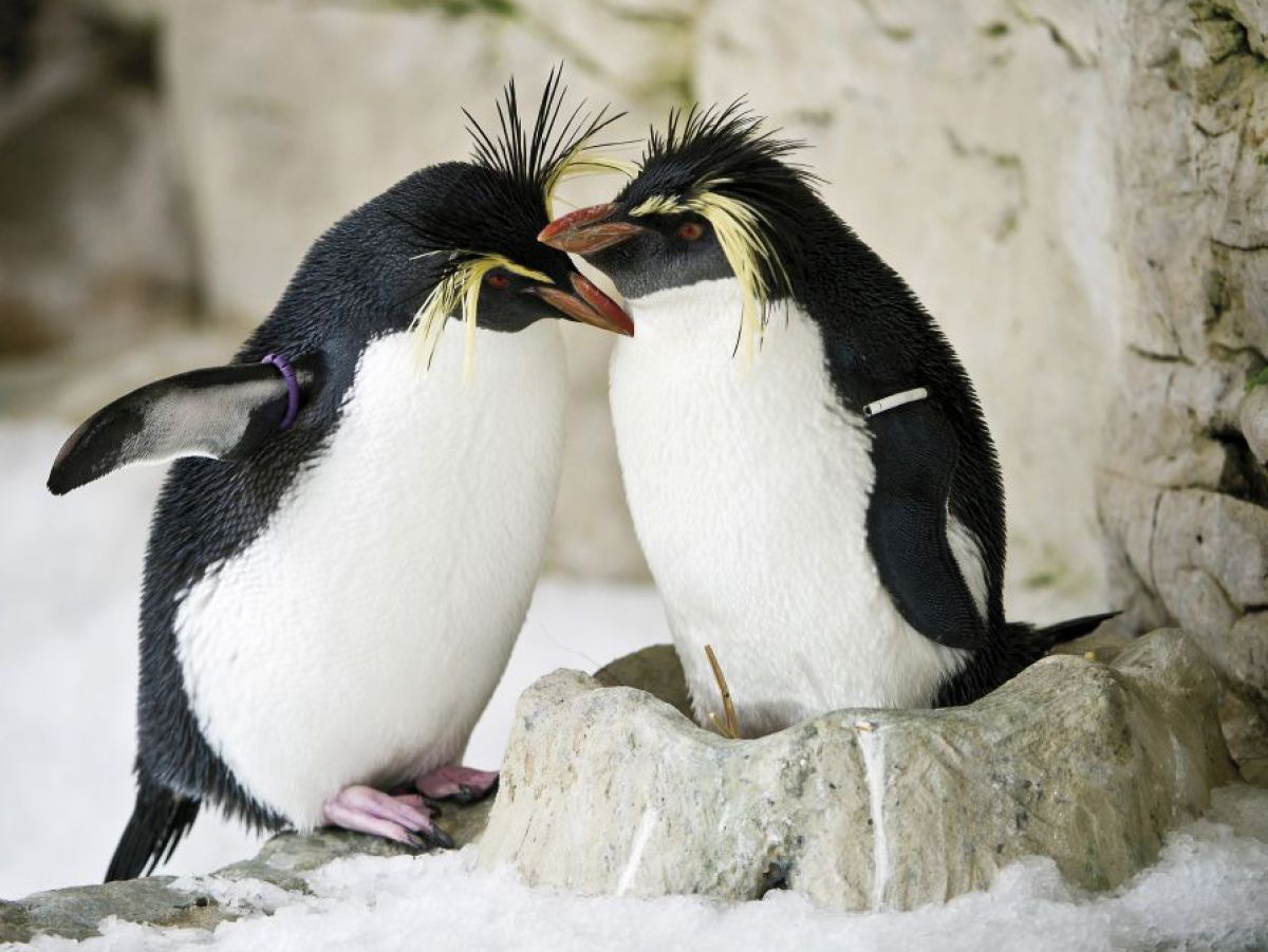 Zwei rundliche, gedrungene Pinguine mit wegstehenden Kopffedern stehen sich nah beieinander gegenüber, fast Schnabel an Schnabel. Auf dem felsigen Untergrund liegt ein wenig gefrorener Schnee.