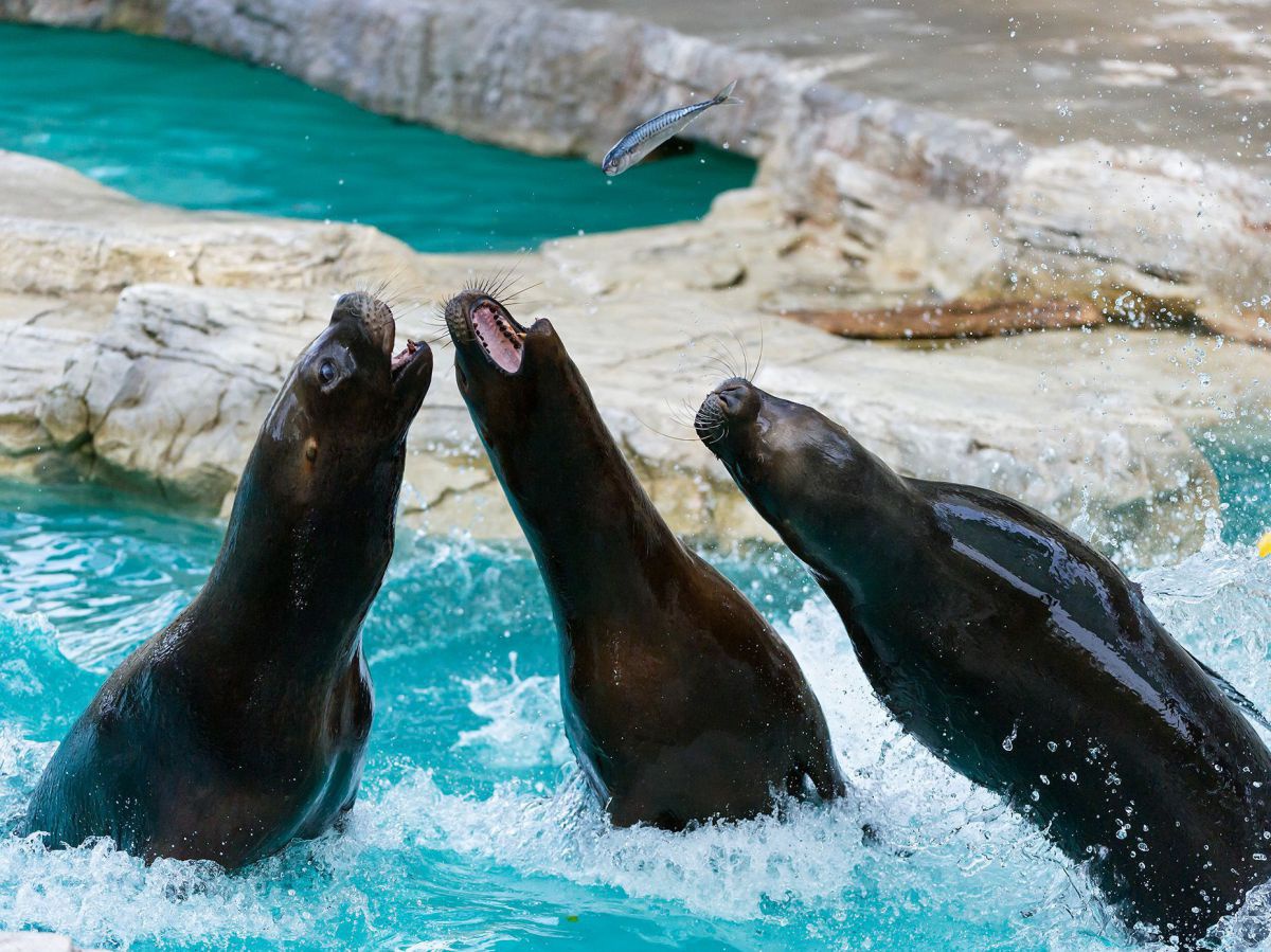 3 Robben bei der Fütterung im Tiergarten: Sie strecken sich mit geöffneten Mäulern aus dem Wasser um die Fische zu erwischen, die ihnen hingeworfen werden. Das Wasser im Becken wirkt leuchtend türkisblau und die nassen Leiber der Tiere glänzen schwarz zwi