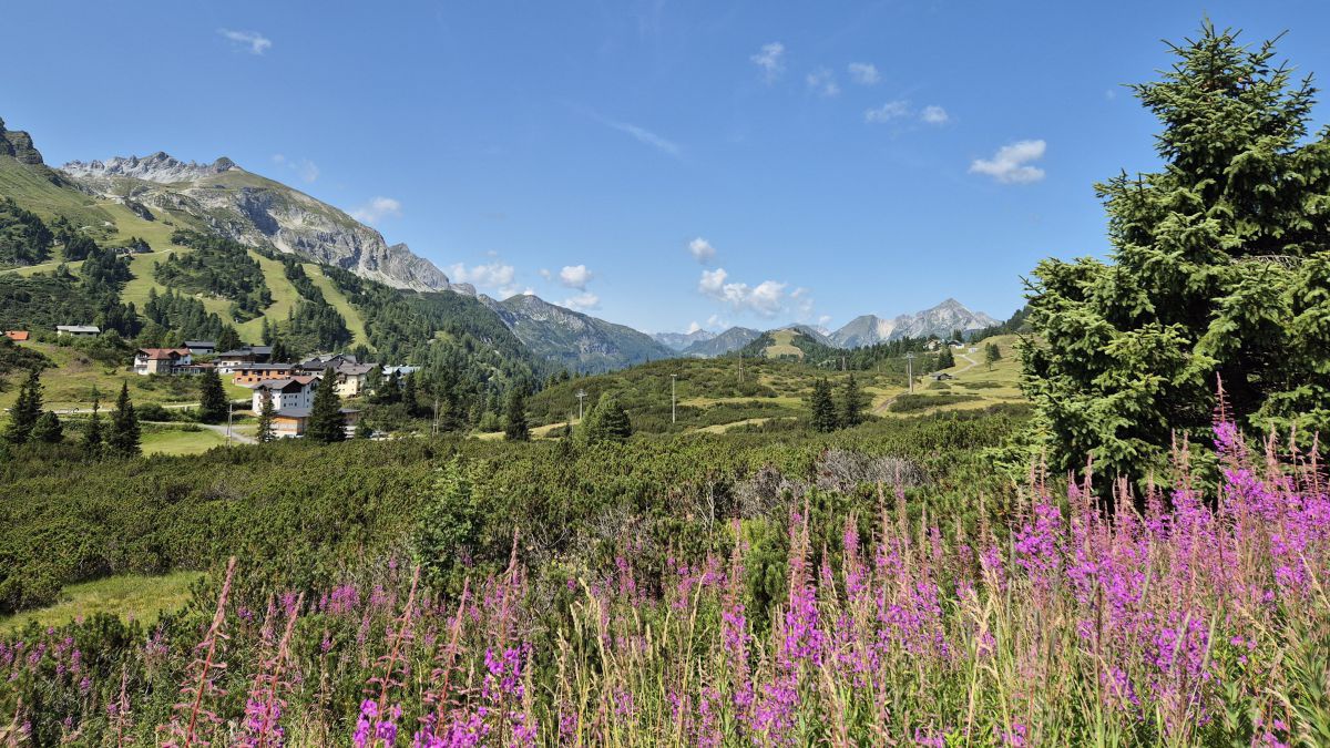 Blick über das Hundsfeldmoor. Im Vordergrund rosa blühende Blumen, dahinter Latschen.