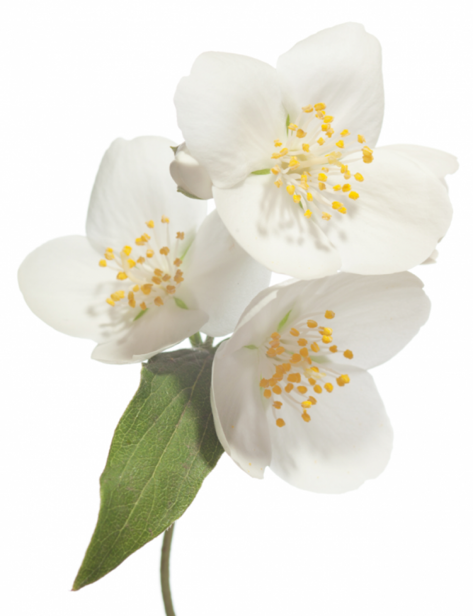 Jasminblüten