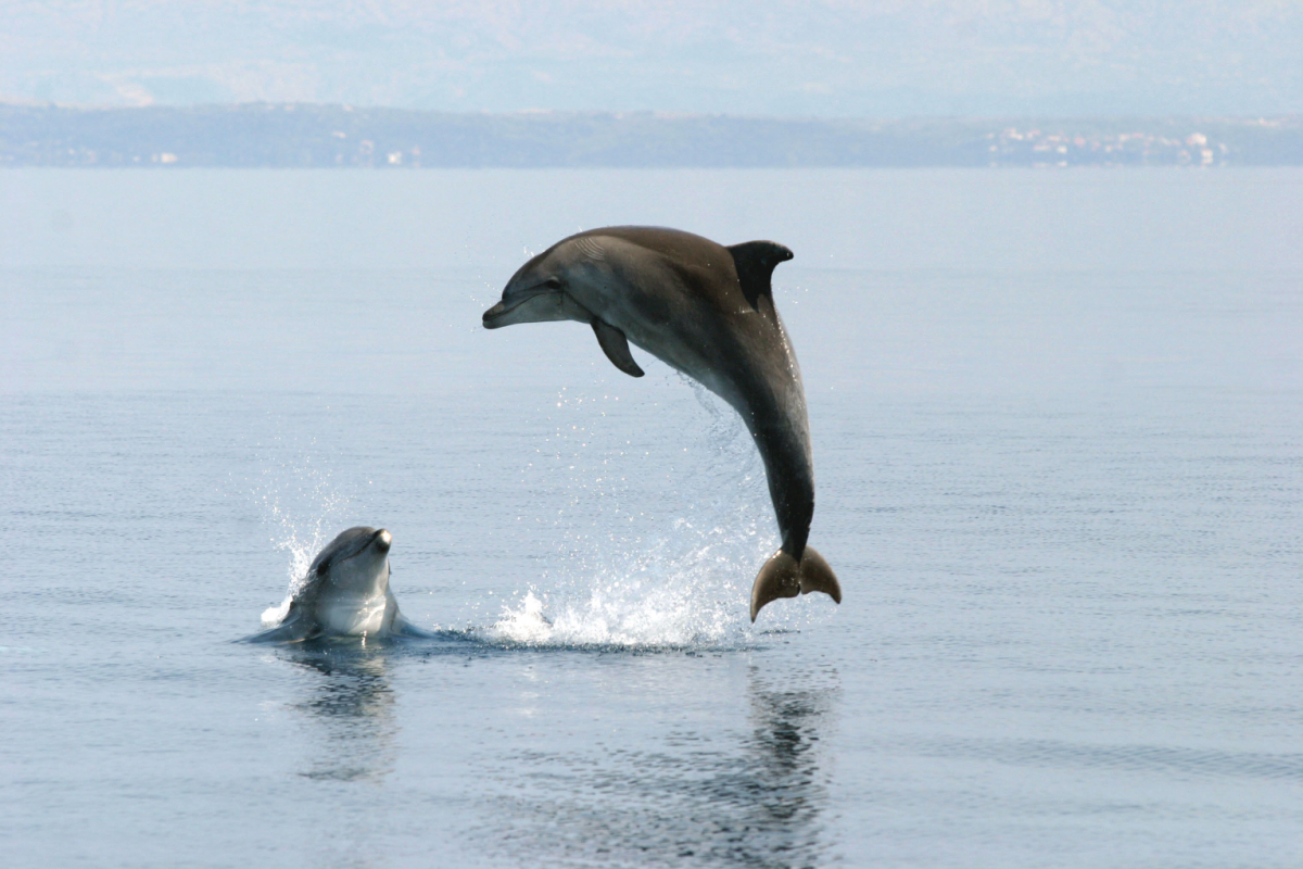 Zwei Delphine im Meer, einer befindet sich gerade im Sprung über dem Wasser, der andere ragt ihm gegenüber nur mit dem Kopf heraus.