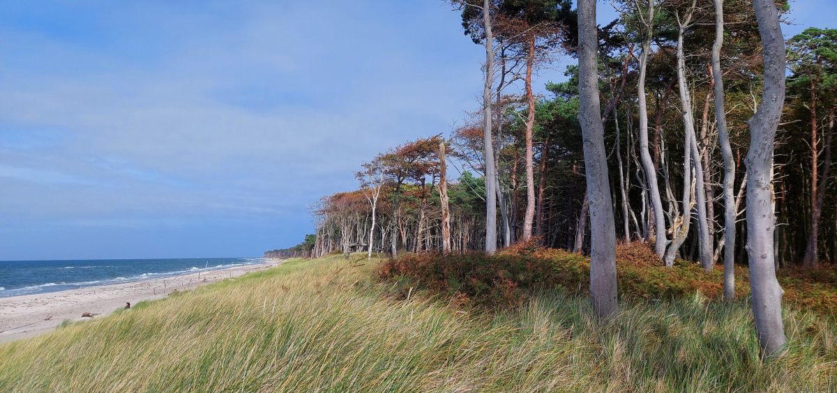 Der Wald geht hier in die Küste über. Rechts Bäume, dann die mit Gras bewachsene Düne, dann der weiße Sandstrand und das Meer.
