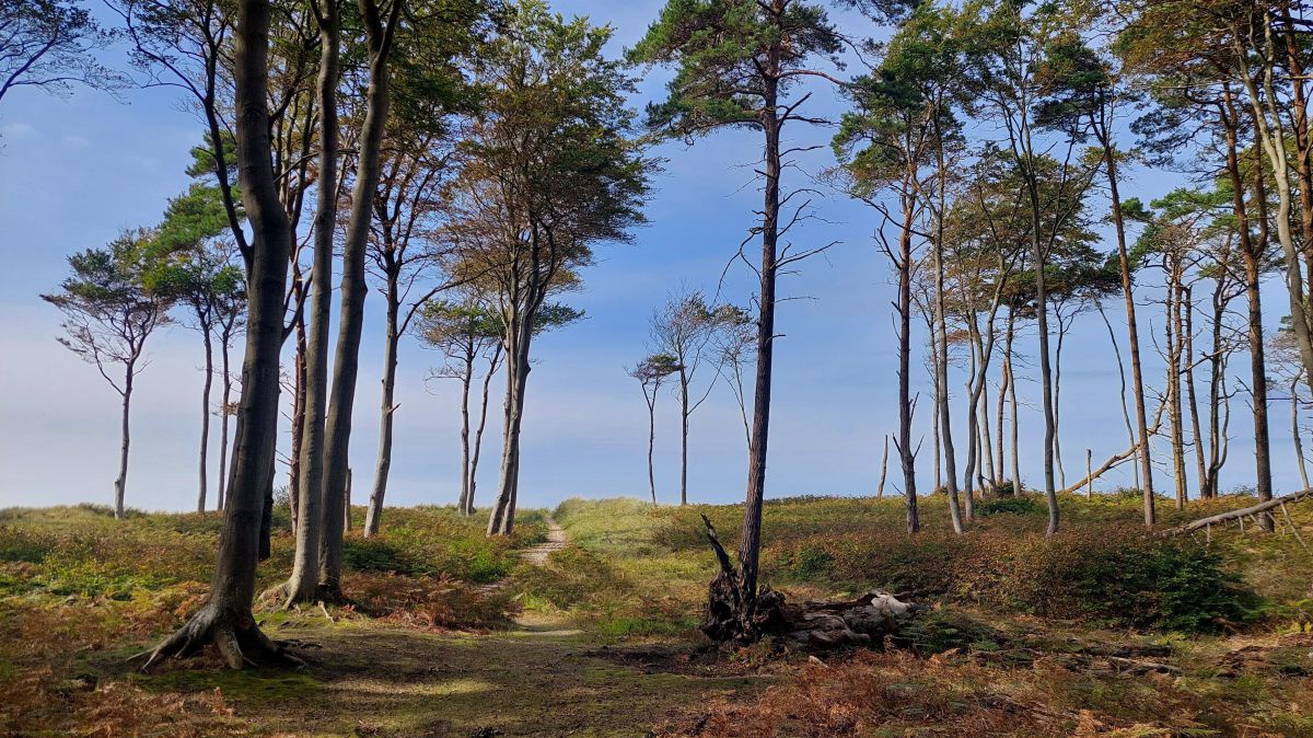 Bäume im Wald lichten sich, ein Weg führt auf die Düne.