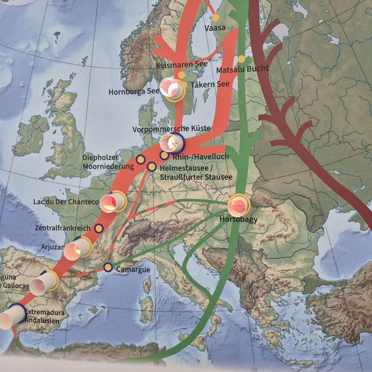 Karte mit den Flugrouten der Kraniche in Europa.