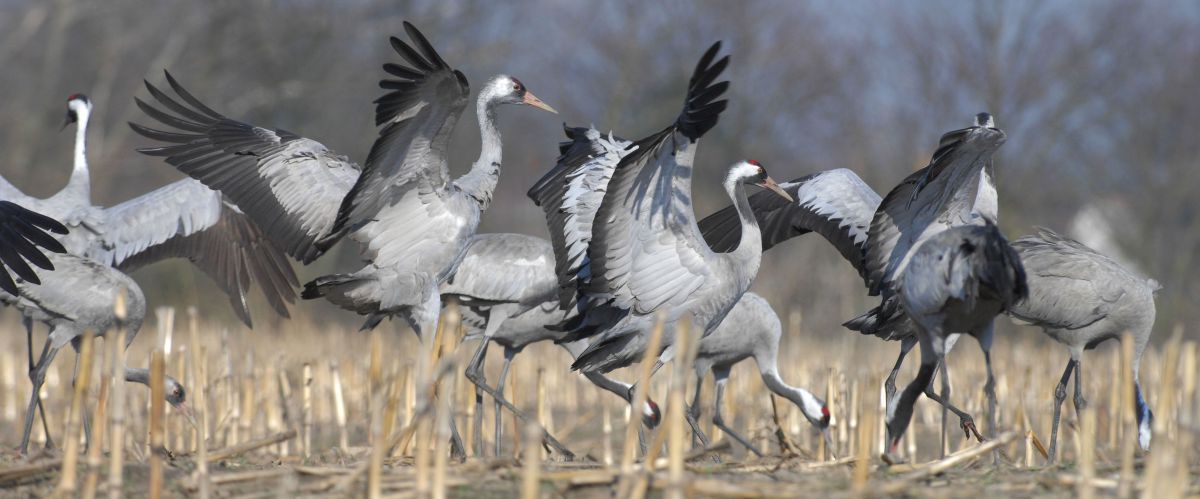 Kraniche auf einem Feld.