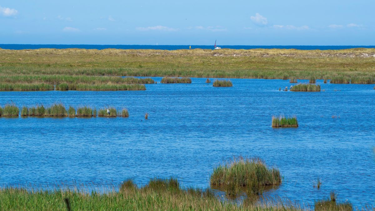 Gewässer mit Schilfgras, dann eine kleine ERgebung und dahinter das Meer.