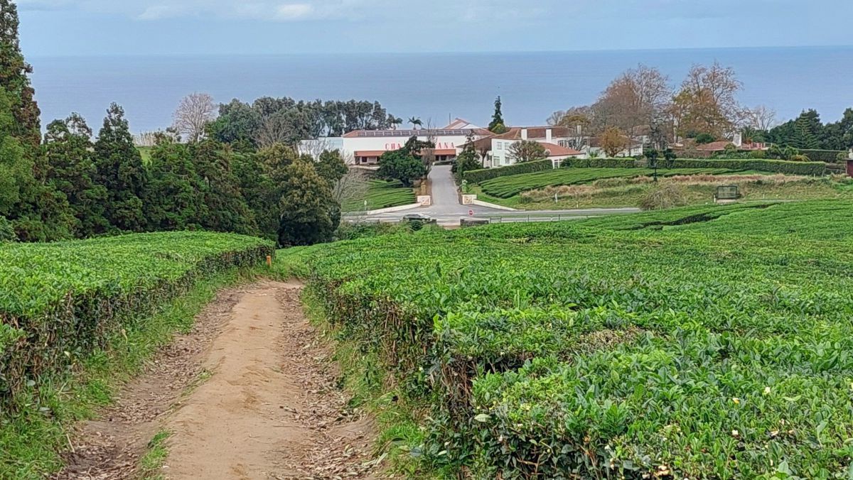 Blick über die Teefelder zum Firmengebäude, dahinter das Meer.