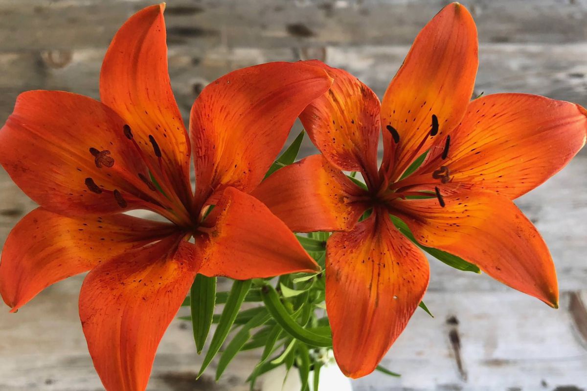 2 orange Blüten einer Berglilie.